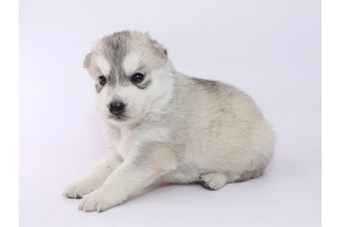 成約済の栃木県のシベリアンハスキー-52785の1枚目