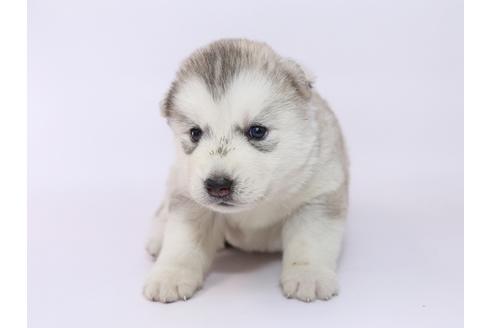 成約済の栃木県のシベリアンハスキー-52787の3枚目