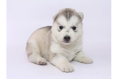 成約済の栃木県のシベリアンハスキー-52787の2枚目