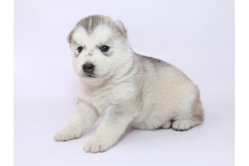 成約済の栃木県のシベリアンハスキー-52787の1枚目