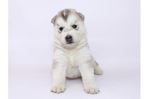 成約済の栃木県のシベリアンハスキー-52788の3枚目