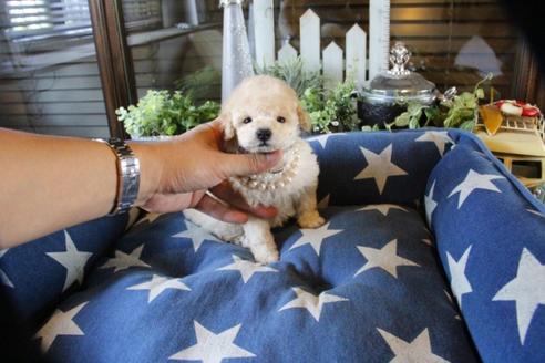 成約済の埼玉県のトイプードル-52798の5枚目