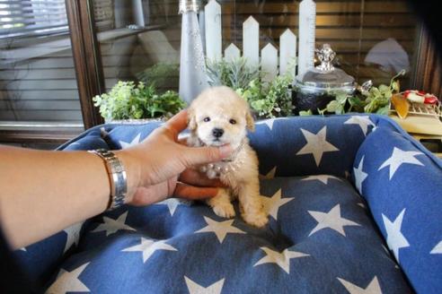 成約済の埼玉県のトイプードル-52798の4枚目