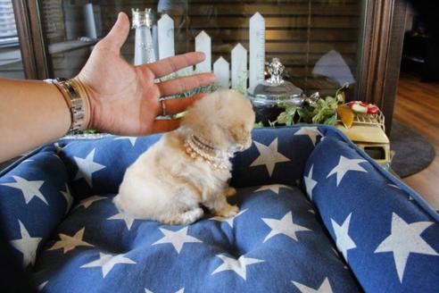 成約済の埼玉県のトイプードル-52798の3枚目