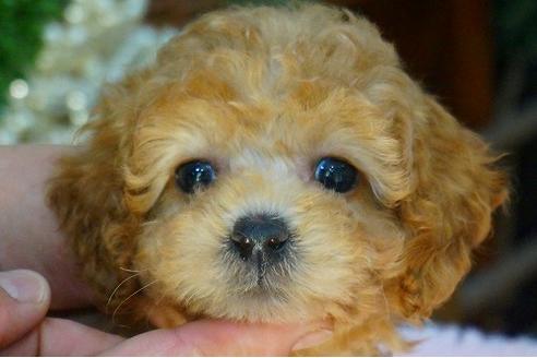 成約済の京都府のタイニープードル-52797の3枚目