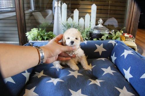 成約済の埼玉県のトイプードル-52798の1枚目