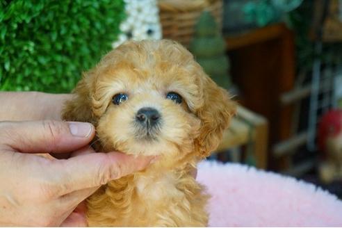 成約済の京都府のタイニープードル-52797の2枚目