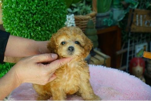 成約済の京都府のタイニープードル-52797の1枚目