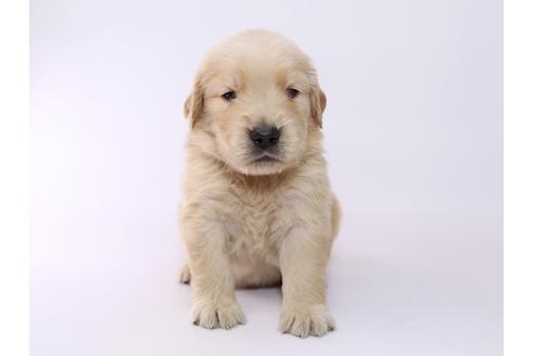 成約済の栃木県のゴールデンレトリーバー-52813の3枚目