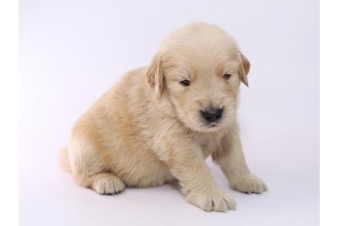 成約済の栃木県のゴールデンレトリーバー-52813の2枚目