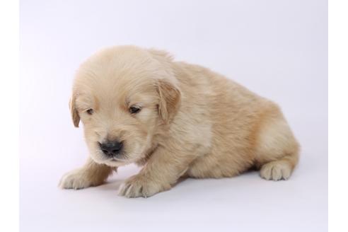 成約済の栃木県のゴールデンレトリーバー-52813の1枚目