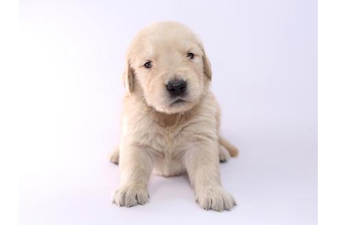 成約済の栃木県のゴールデンレトリーバー-52814の3枚目