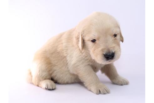 成約済の栃木県のゴールデンレトリーバー-52814の2枚目