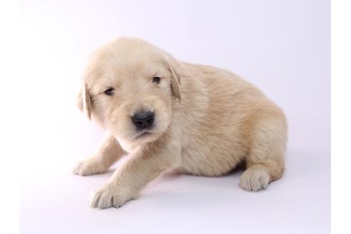 成約済の栃木県のゴールデンレトリーバー-52814の1枚目