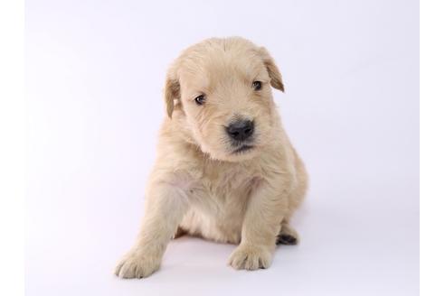 成約済の栃木県のゴールデンレトリーバー-52815の3枚目