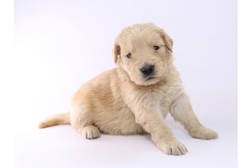 成約済の栃木県のゴールデンレトリーバー-52815の2枚目