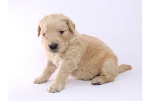 成約済の栃木県のゴールデンレトリーバー-52815の1枚目