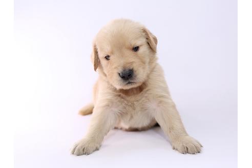 成約済の栃木県のゴールデンレトリーバー-52816の3枚目