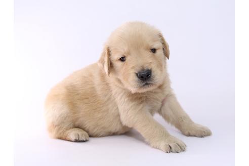 成約済の栃木県のゴールデンレトリーバー-52816の2枚目