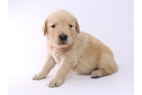 成約済の栃木県のゴールデンレトリーバー-52816の1枚目