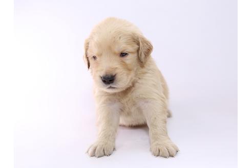 成約済の栃木県のゴールデンレトリーバー-52817の3枚目