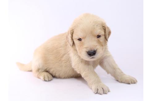 成約済の栃木県のゴールデンレトリーバー-52817の2枚目