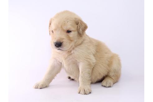 成約済の栃木県のゴールデンレトリーバー-52817の1枚目