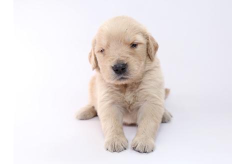 成約済の栃木県のゴールデンレトリーバー-52818の3枚目