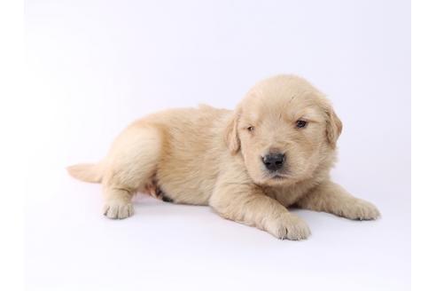 成約済の栃木県のゴールデンレトリーバー-52818の2枚目