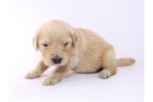 成約済の栃木県のゴールデンレトリーバー-52818の1枚目