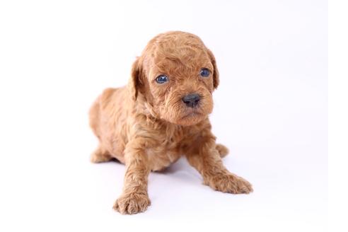 成約済の栃木県のトイプードル-52819の3枚目