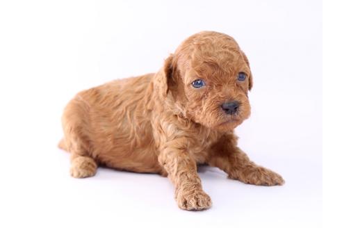 成約済の栃木県のトイプードル-52819の2枚目