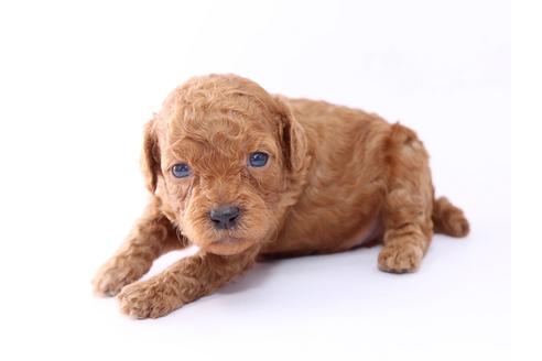 成約済の栃木県のトイプードル-52819の1枚目