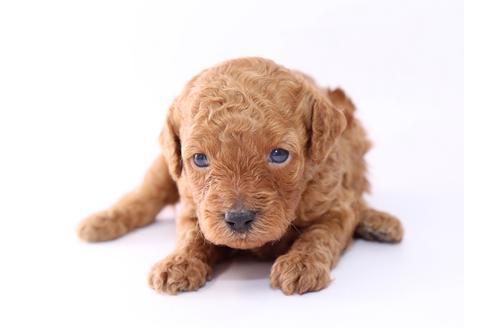 成約済の栃木県のトイプードル-52820の3枚目