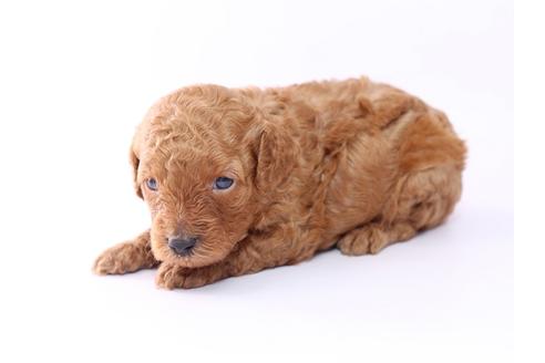 成約済の栃木県のトイプードル-52820の2枚目