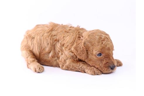 成約済の栃木県のトイプードル-52820の1枚目