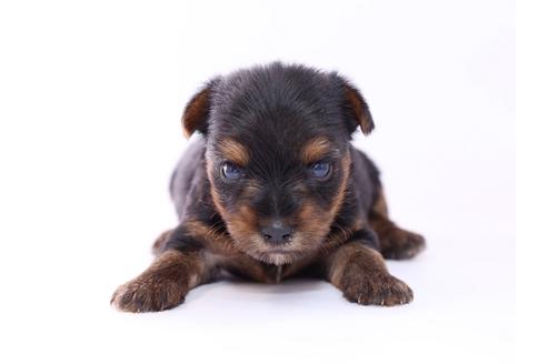 成約済の栃木県のヨークシャーテリア-52821の3枚目