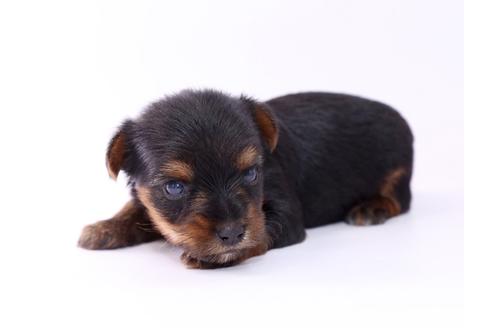 成約済の栃木県のヨークシャーテリア-52821の2枚目