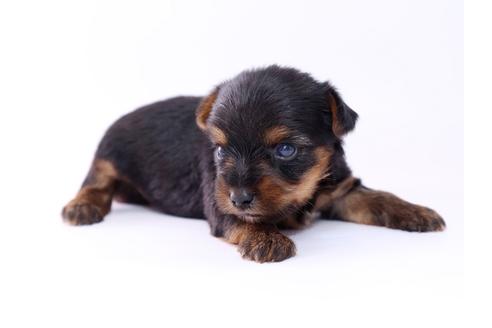 成約済の栃木県のヨークシャーテリア-52821の1枚目