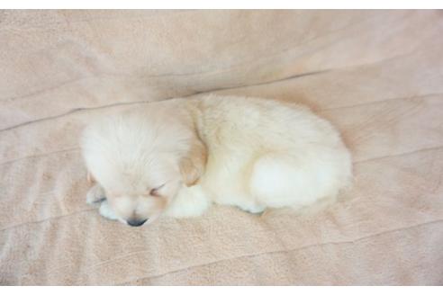 成約済の奈良県のゴールデンレトリーバー-52857の1枚目