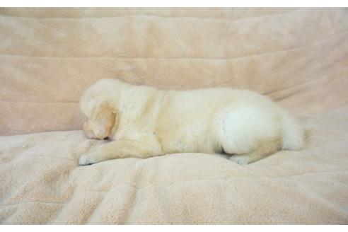 成約済の奈良県のゴールデンレトリーバー-52858の3枚目