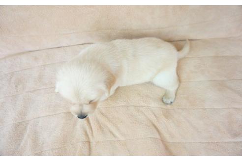 成約済の奈良県のゴールデンレトリーバー-52860の1枚目
