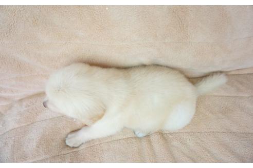 成約済の奈良県のゴールデンレトリーバー-52862の1枚目