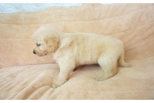 成約済の奈良県のゴールデンレトリーバー-52863の3枚目