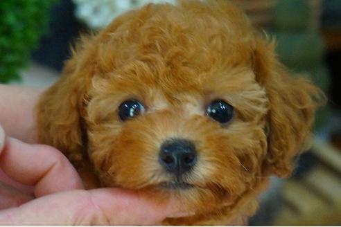 成約済の京都府のティーカッププードル-51553の3枚目