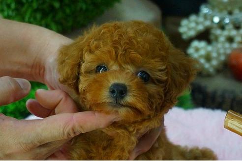 成約済の京都府のティーカッププードル-51553の2枚目