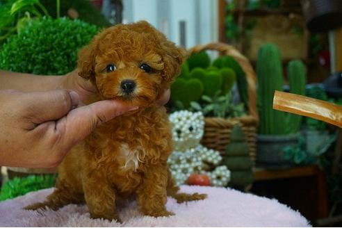 成約済の京都府のティーカッププードル-51553の1枚目