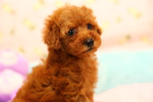 成約済の埼玉県のトイプードル-52904の2枚目