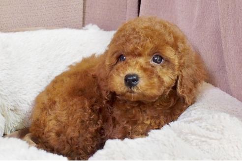 成約済の東京都のトイプードル-49197の3枚目