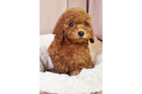 成約済の東京都のトイプードル-49197の2枚目